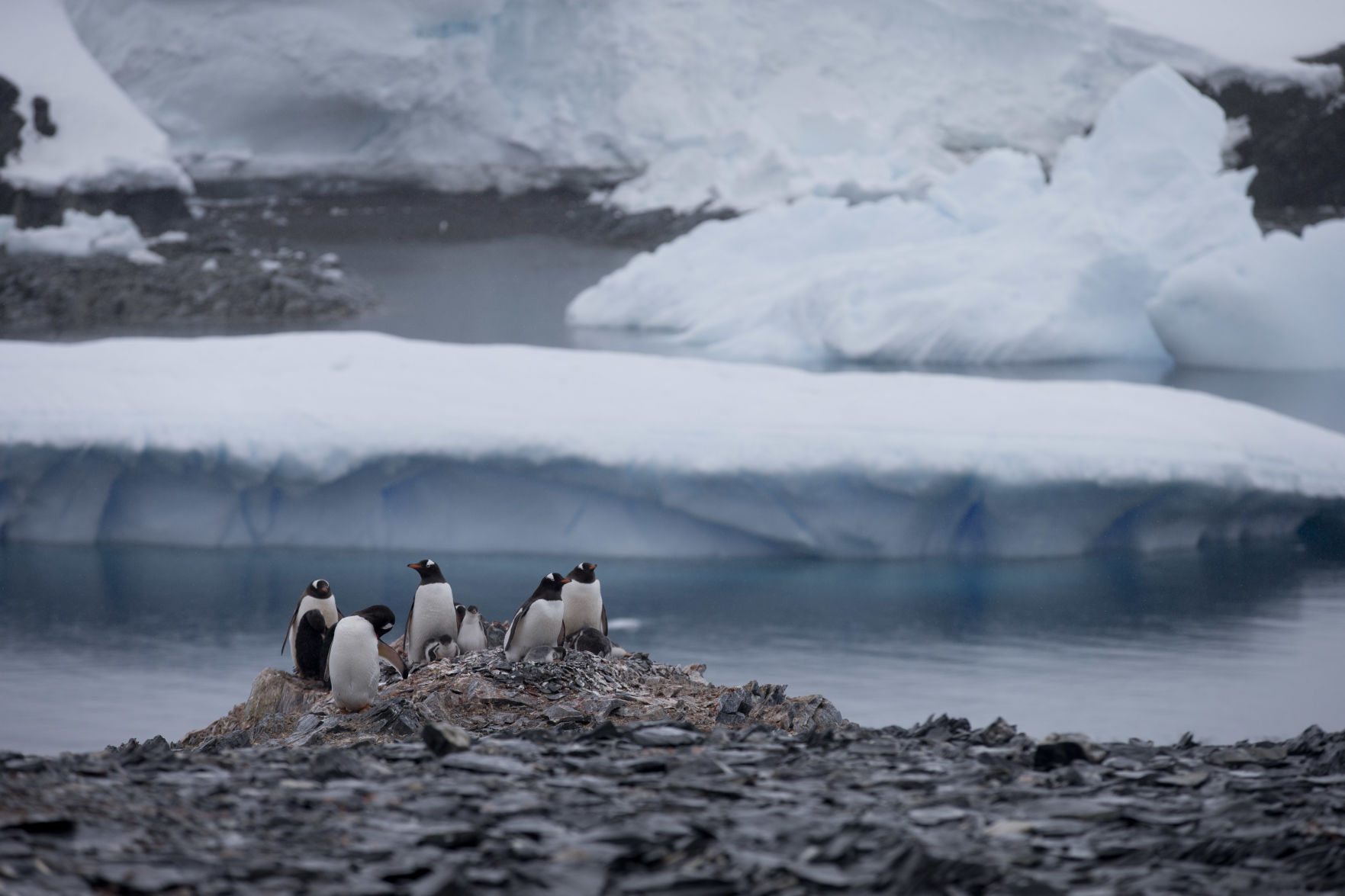 Antarctica